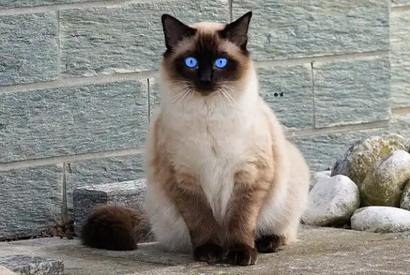 最忠诚的猫前十名暹罗猫上榜第一原产于中国