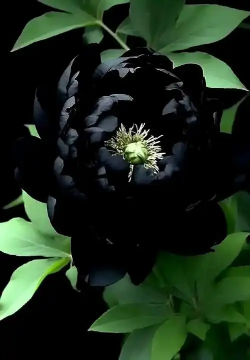 黑牡丹如此惊艳我该用什么词来形容你