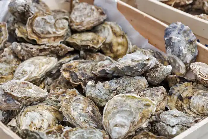 牡蛎壳的特写