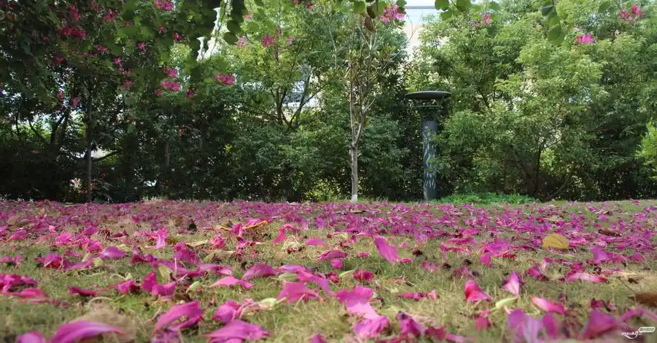 花开一季花落一地微雨后的归读公园花瓣散落一地景