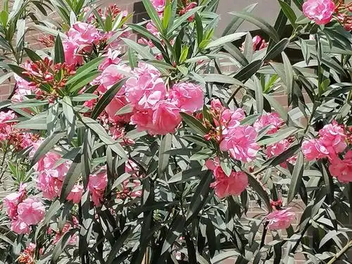 柳桃花具有毒性小心误食可以观赏