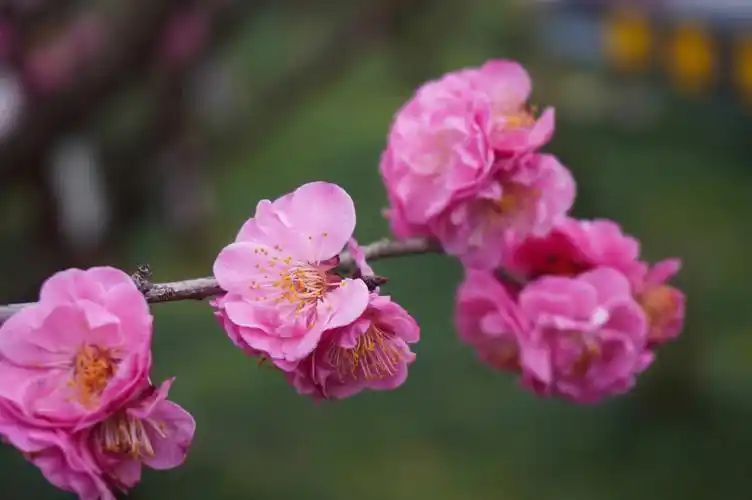 缤纷的花瓣雨-图片频道-中国鹤峰网·湖北鹤峰县新闻网