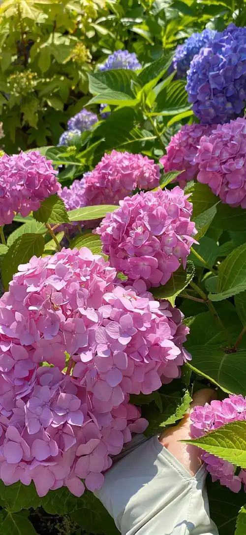 花草植物##绣球花##手机摄影##手机壁纸