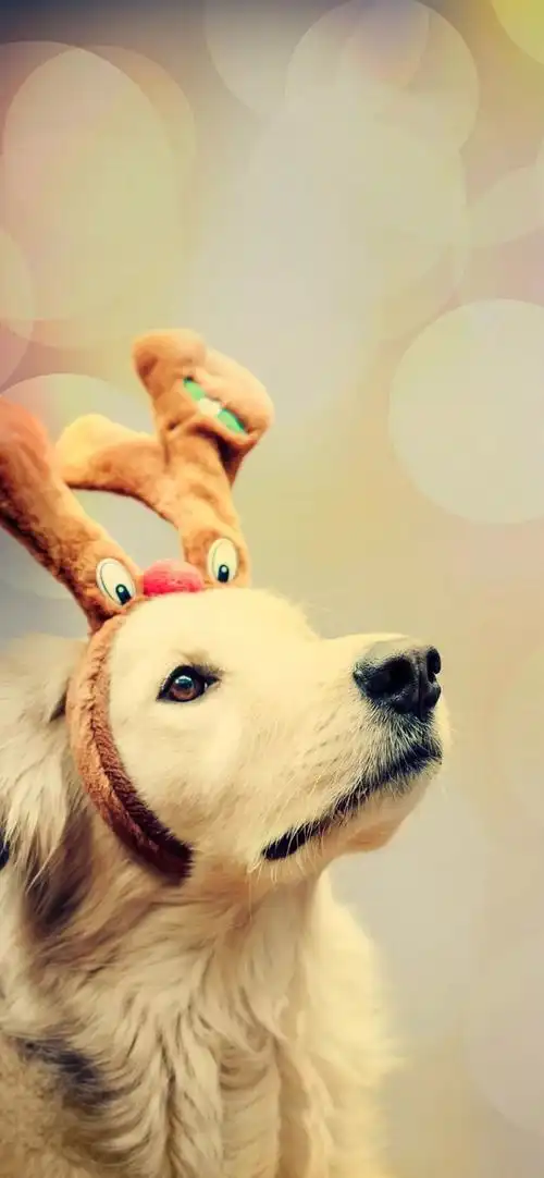 求这种又沙雕又可爱的壁纸