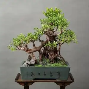 超霸气老树桩台湾虎皮榕,气根漂亮,如图实拍,漏1380顺丰木