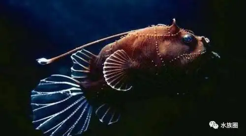 灯笼鱼,你头顶是在给自己照明吗?