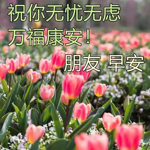 清晨早上好问候祝福表情图片 最美早晨好问候表情鲜花图片