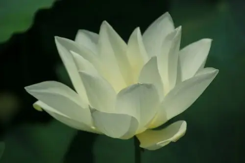 番禺莲花山《荷花》……《睡莲》真美