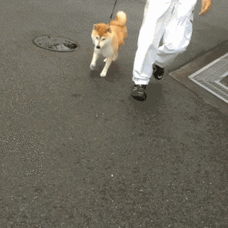 散步走不动不走了任性gif动图_动态图_表情包下载_soogif