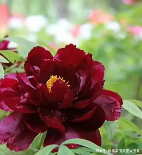 百花争艳时期,牡丹花最艳,这一幅幅图片,会让你眼花缭乱