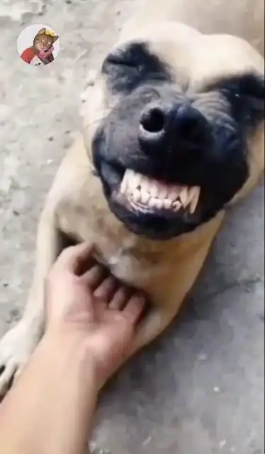 嘿嘿嘿这表情无敌了笑声太真实