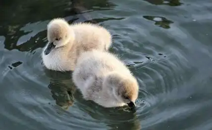圆明园黑天鹅宝宝又有新成员啦 小家伙们要加油长大呀