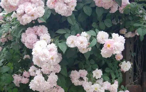 蔷薇花就是别样的浪漫,让人无法抗拒其强大的诱惑