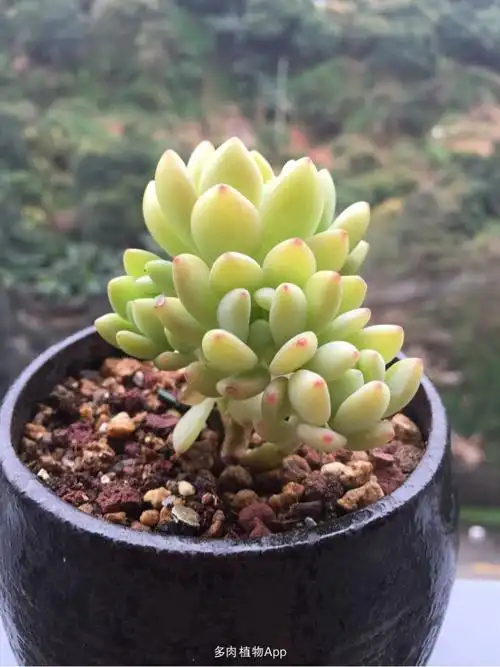 家有鲜肉                  春萌真的很萌啊[表情7]