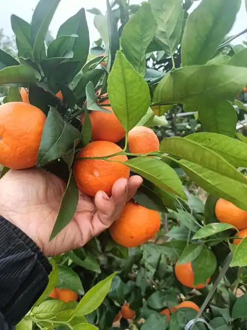 四川沃柑大量上市