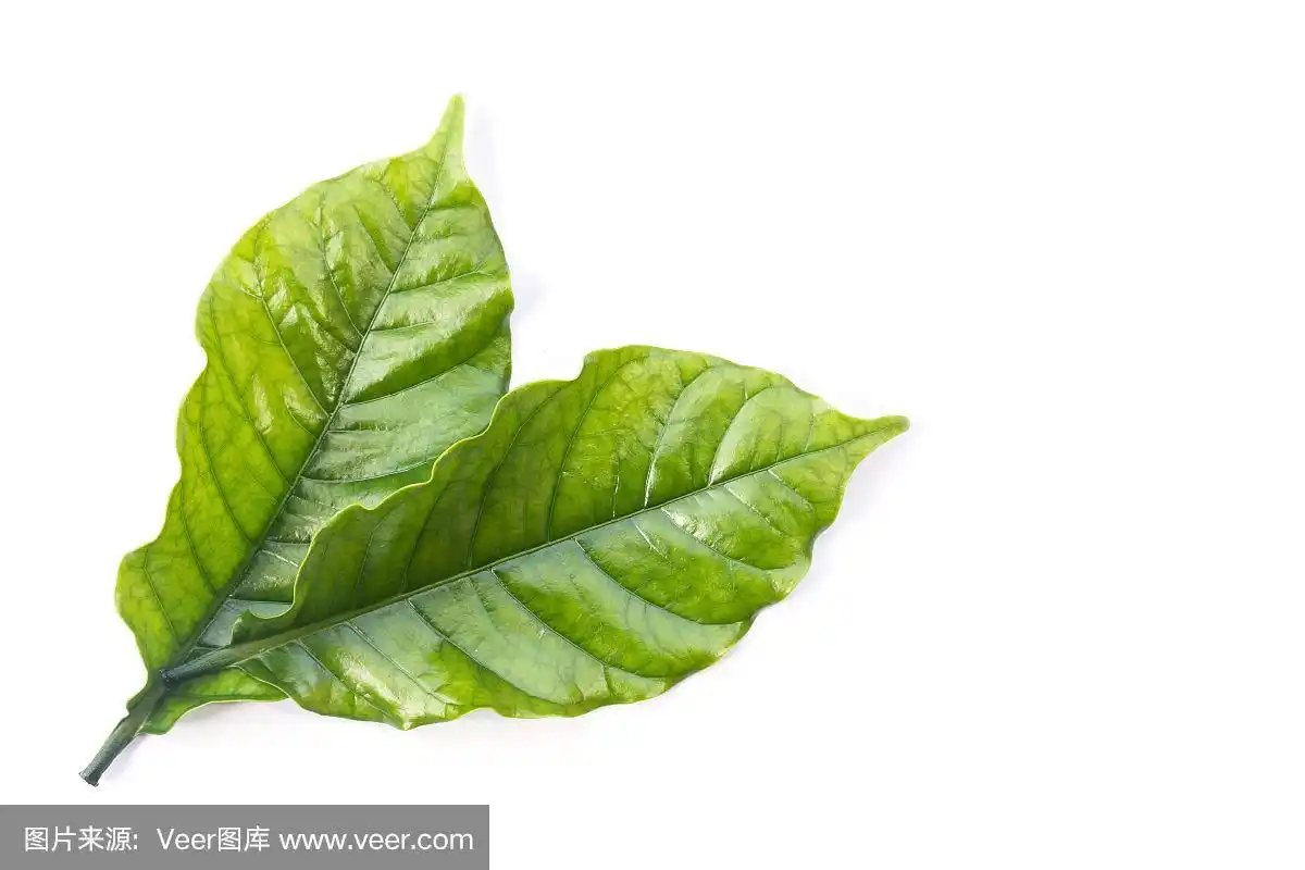 顶视图绿色的咖啡树叶子孤立在白色