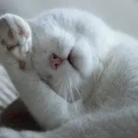 高冷猫头像调皮可爱的猫图片