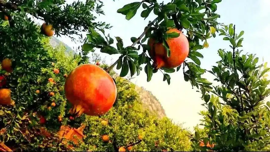 秋天硕果累累值得思考