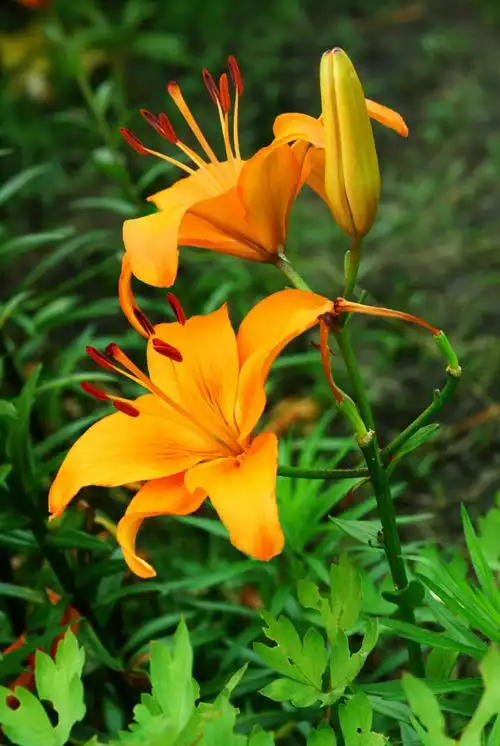 阴天拍百花园图片29幅