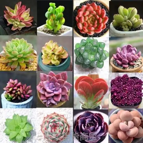 含盆长生草腊牡丹超大稀有品种稀有巨型精品不重复美杜莎多肉果冻