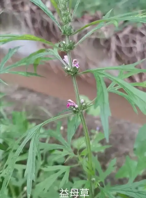 笔者收集了大量益母草药膳,有详细做法和功效主治,供网友们参考.