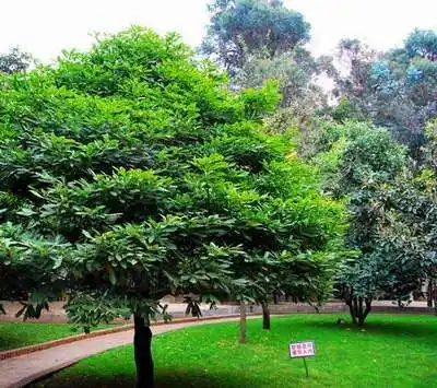 云南滇朴苗木批发之园林绿化在冬季如何生存