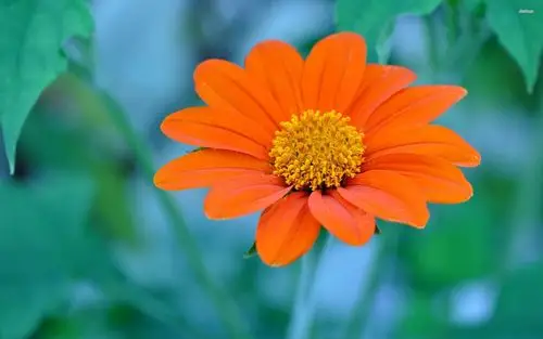 清新淡雅的非洲菊,鲜花-回车桌面