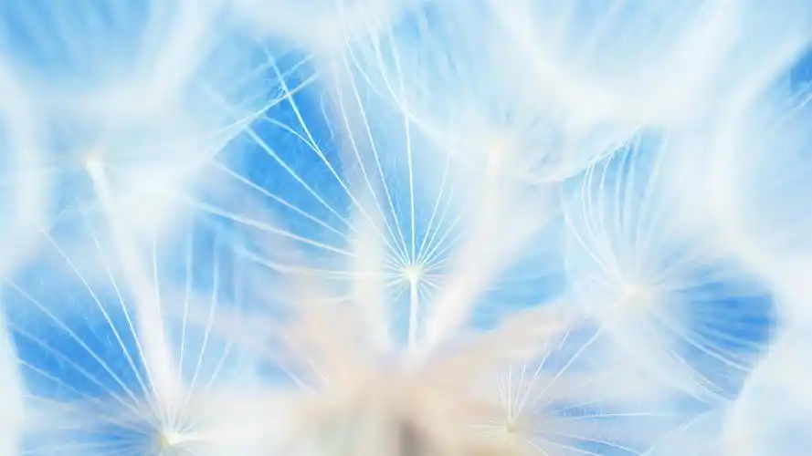 唯美的蒲公英风景电脑桌面壁纸下载