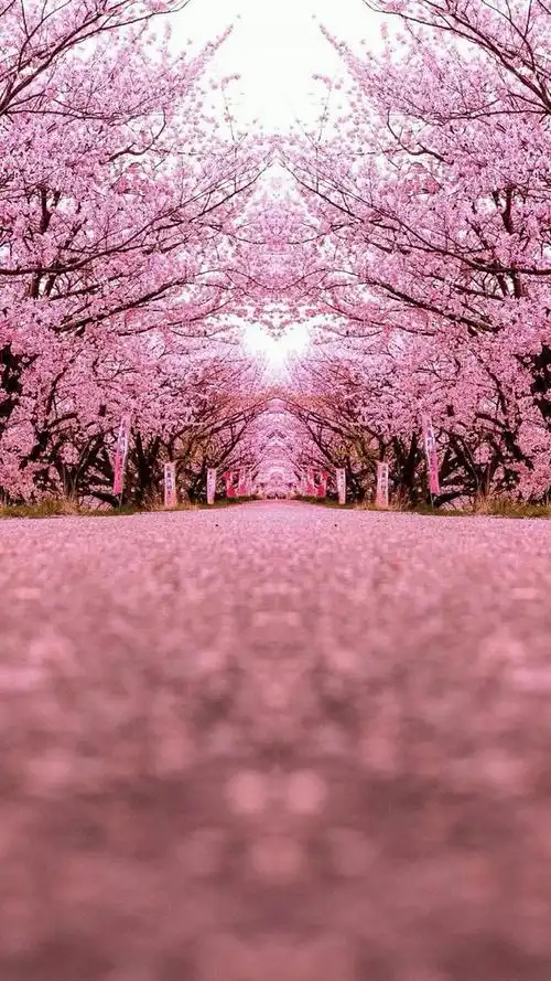 次元樱花背景图,樱花背景图高清1080p,古风樱花背景图,粉色樱花背景图