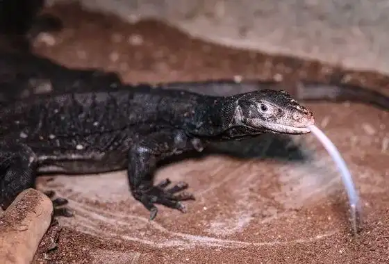 上海动物园小黑龙宝宝4个月大啦它们不仅会卖萌还会大口吃肉