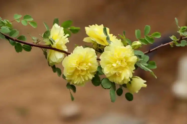 组图重瓣黄刺玫