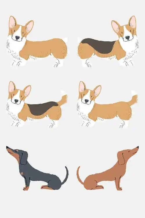 可爱柯基犬小狗动物卡通免扣元素