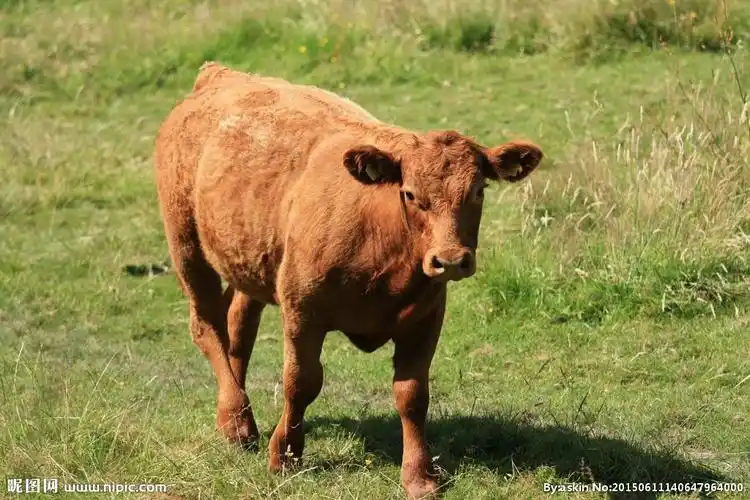 黄牛摄影图__家禽家畜_生物世界_摄影图库_昵图网nipic.com
