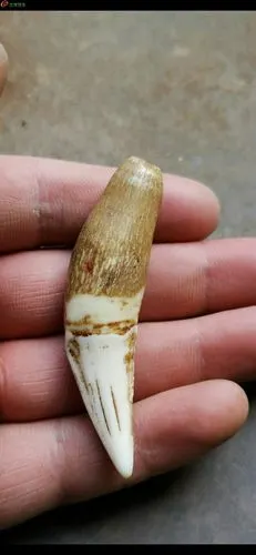 03超级漂亮辟邪至尊清代虎牙而且是上牙