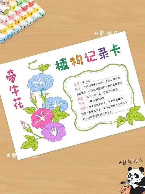 植物记录卡手抄报-牵牛花