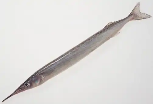 您好!应该是常见的鱵鱼 (zhenyu),别名:箴鱼.铜吮鱼.姜公鱼.针工鱼.