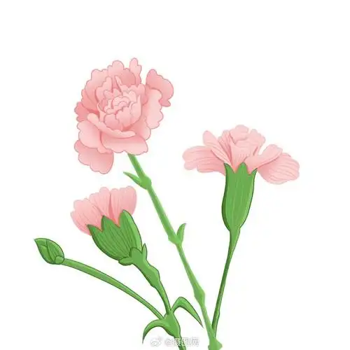 免抠素材 | 康乃馨花朵免抠元素 明天就是母亲节了