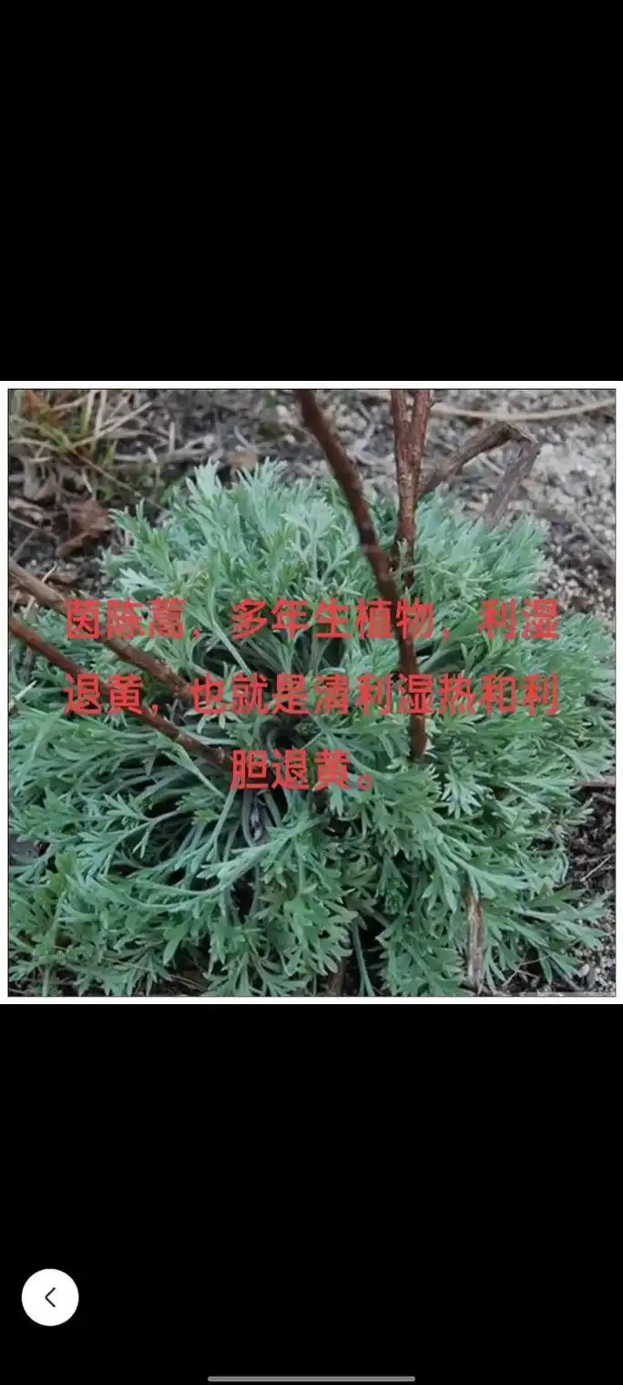 茵陈蒿幼苗采收,又叫绵茵陈,花苞的时侯采收叫茵陈蒿.李时珍" - 抖音