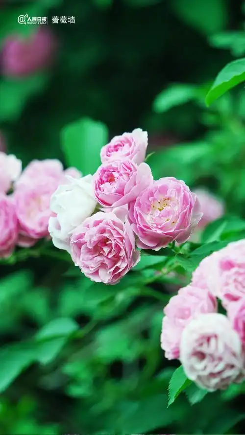 一组壁纸转需↓↓#花开种花家