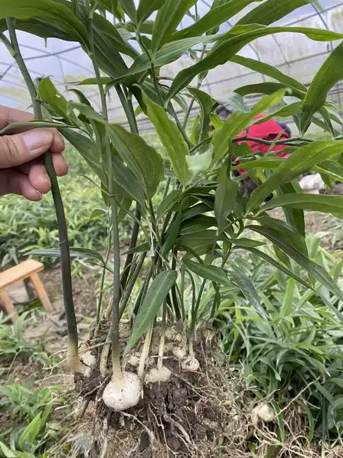 2年姜型甜黄精高产品种,不倒苗基地直发,包技术,包回收!