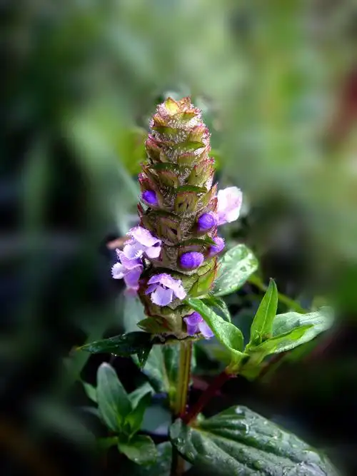 天然药库(1)夏枯草