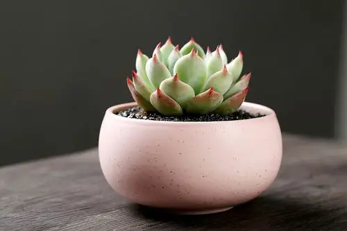 多肉盆栽_文山县_文山壮族苗族自治州_云南省_西南地区_花企网_网上鲜