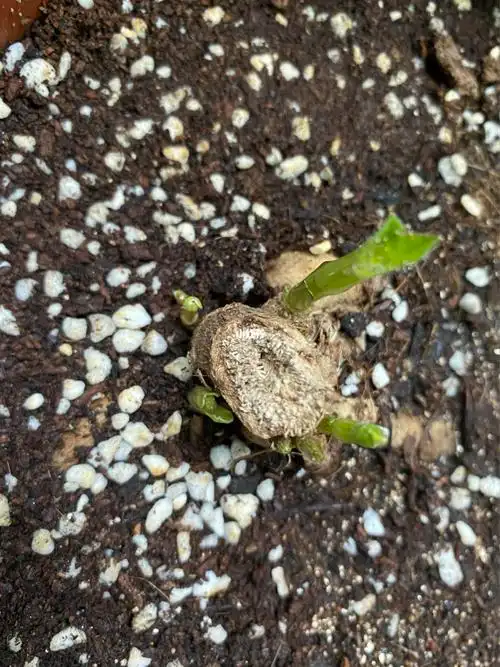 广东西北阳台的大丽花