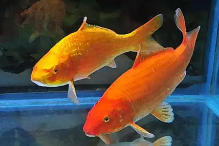 家里适合养什么鱼招财转运