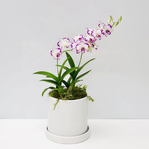 石斛兰花花卉桌面小盆盆栽包邮带盆种四季开开花卉