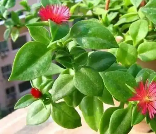 【每日一花】让盆栽三七扮靓你的生活!