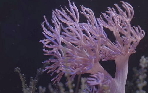 活动  20220509闪千手什么时候都是很好看的