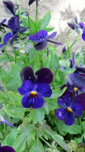 开花的蓝色紫罗兰 iphone 壁纸