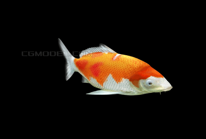 红鲤鱼 骨骼绑定动画, 鲤鱼, 观赏鱼, 淡水鱼, 鱼缸中的红鲤鱼, 鱼池