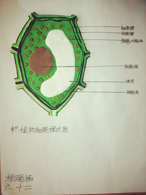 让生物世界的奥秘不再神秘——记动植物细胞模型制作活动